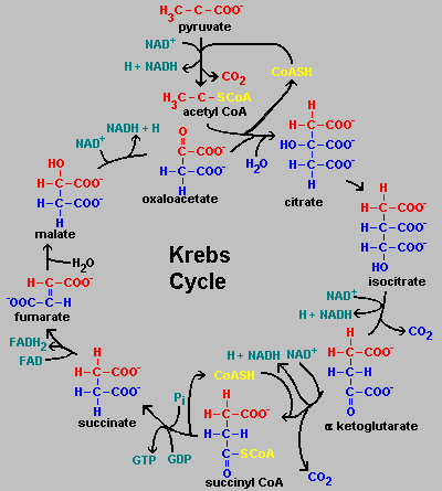 Kreb Cycle Animation