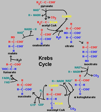 Animation Simple Du Cycle De Krebs Animation Simple Du Cycle De Krebs